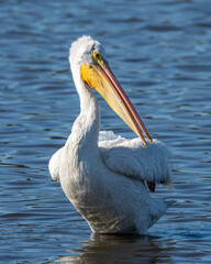 An American white pelican floating on a lake