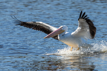 A white pelican landing on a lake