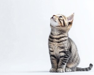 Striped kitten sitting and looking up on white background