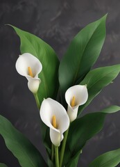 Obraz premium Three white calla lilies in a row with green leaves, minimalist, lined up, green leaves, three calla lilies