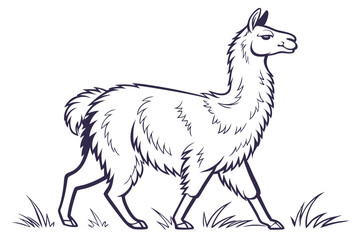 Alpaca Standing, A fluffy alpaca with a long neck and soft lines vector silhouette on a white background