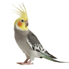 Cockatiel Portrait: A vibrant Cockatiel, perched and facing right, showcases its striking yellow crest and grey plumage.  A captivating study in avian beauty. 