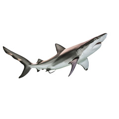 Fototapeta premium Majestic Shark Underwater Scene 