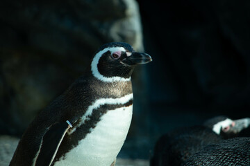 大分市　うみたまご