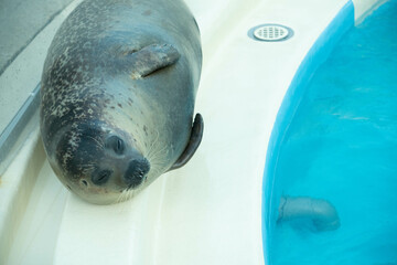 大分市　うみたまご