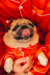 pug in santa costume sitting on white sofa