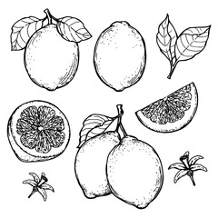 Lemon set sketch ink graphic illustration, draft silhouette drawing, black on white line art. Botanical vintage etching food design.