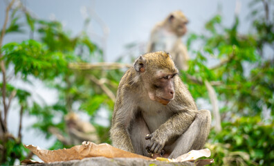 Macaca fascicularis (kera ekor panjang, monyet ekor panjang, long-tailed macaque, crab-eating monkey, cynomolgus macaque) is eating rice