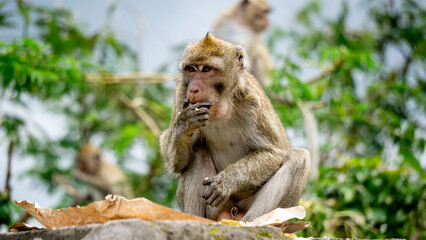 Macaca fascicularis (kera ekor panjang, monyet ekor panjang, long-tailed macaque, crab-eating monkey, cynomolgus macaque) is eating rice