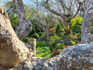 The beautiful garden pass Frangipani tree.