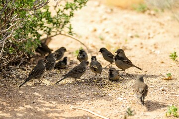 Fototapeta premium Darwin's Finches Feeding: A group of Darwin's finches pecking at seeds