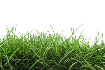 Fototapeta premium a close up of grass