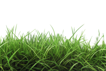 a close up of grass