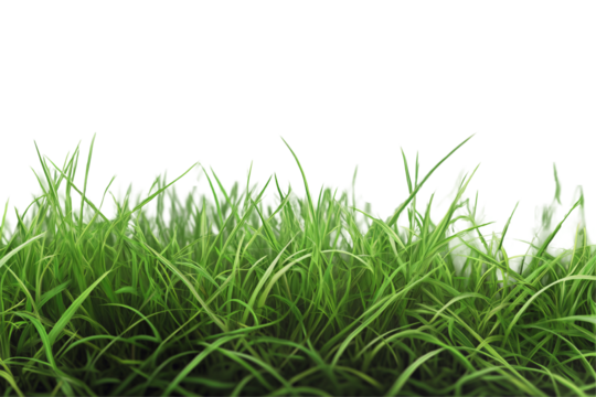 a close up of grass