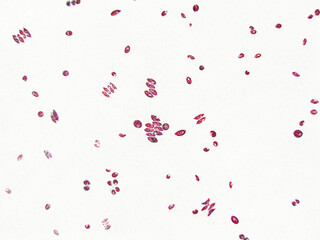 Probiotics, bacteria on white background. Bacteria and microorganisms. Microscopic probiotics, bacterial flora