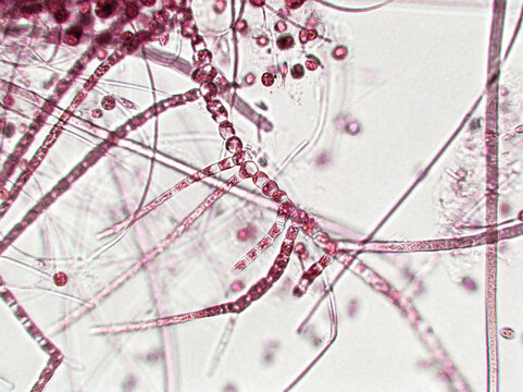 Probiotics, bacteria on white background. Bacteria and microorganisms. Microscopic probiotics, bacterial flora
