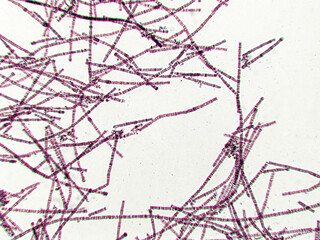Probiotics, bacteria on white background. Bacteria and microorganisms. Microscopic probiotics,...
