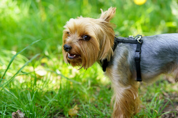 Yorkshire Terrier dog on green grass in the park. Close up