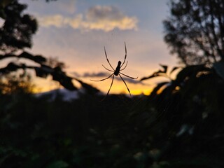 sunset in the forest