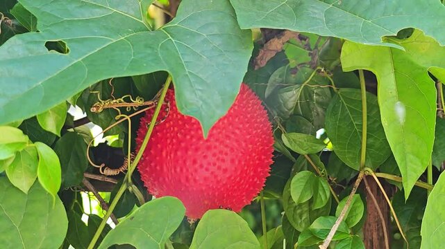 Gac fruit