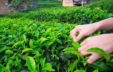 Farmer hand picking up tea leaves