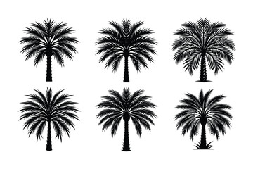 vector of Date Palm (Phoenix dactylifera) design, labeled vector art, linocut silhouette illustration.