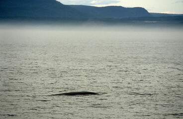 Rorqual commun, Balaenoptera physalus, Tadoussac, Quebec, Canada