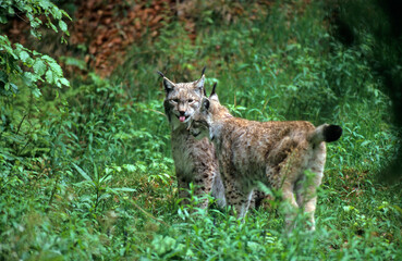Lynx boréal, Lynx lynx © JAG IMAGES