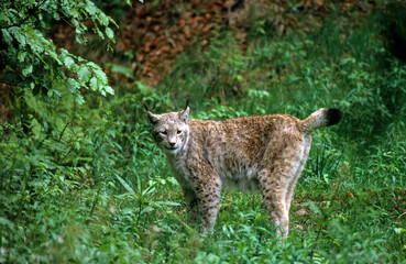 Lynx bor&eacute;al, Lynx lynx
