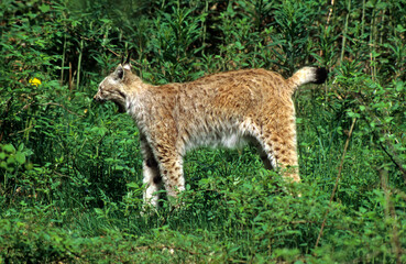 Lynx boréal, Lynx lynx