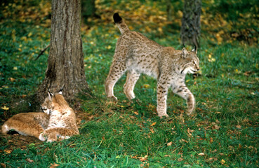 Lynx boréal, Lynx lynx
