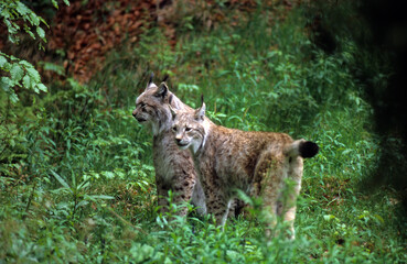 Lynx boréal, Lynx lynx