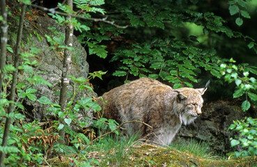 Obraz premium Lynx boréal, Lynx lynx