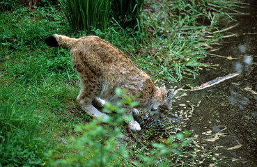Lynx boréal, Lynx lynx