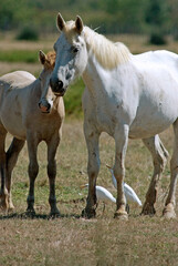 Fototapeta premium Cheval race Camarguais, Héron garde boeufs,, Bubulcus ibis, Western Cattle , Camargue