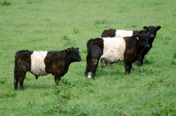 vache, race Lakenveld