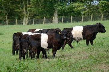 vache, race Lakenveld