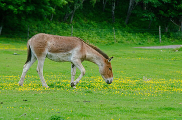 ane sauvage, onagre, equus onager