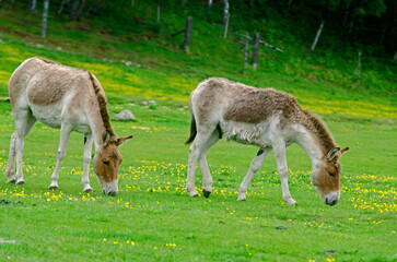 ane sauvage, onagre, equus onager