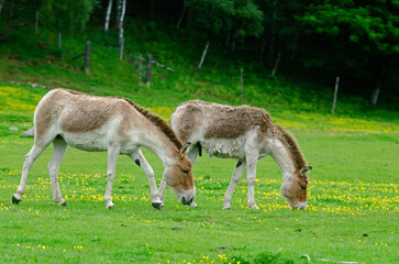 ane sauvage, onagre, equus onager