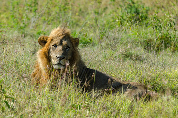 lion, male, Panthera Leo, Parc national du Serengeti, Tanzanie