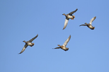 gadwalls in flight in a sunny day