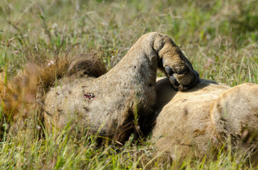 lion, male, Panthera Leo, Parc national du Serengeti, Tanzanie