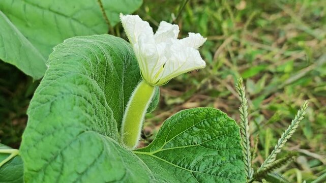 Winter melon on background