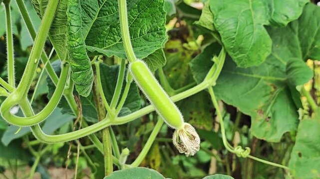 Winter melon on background