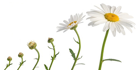 Fototapeta premium blooming daisy growth stages and steps concept