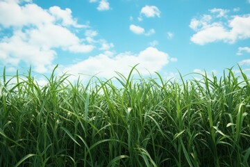 Obraz premium Lush Green Grass Field Under Blue Sky