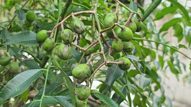 Jew's plum,