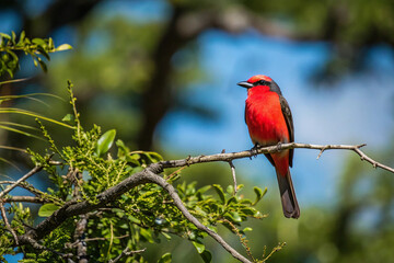 It is a bird with the red chest