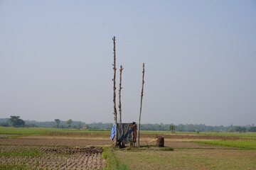 A shelter has been made in the middle of the agricultural field